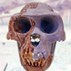 Ardipithecus ramidus skull in National Museum of Natural Sciences of Spain.